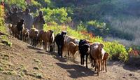 Ethiopian herders with their cattle - World Expeditions Ethiopia Walking Holiday